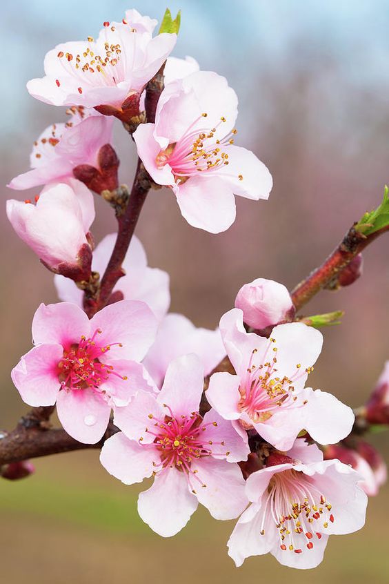 Cherry blossom Emulsified Sugar Scrub