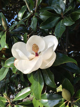 Load image into Gallery viewer, Magnolia
