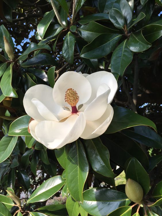 Magnolia